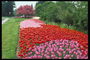 Park. Isang abundance ng kulay-pula, kulay-rosas, iskarlata tulips
