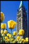 Yellow tulips laban sa background ng kapilya