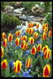 Sztuczny wodospad. Skład skał, pomarańczowo-czerwone tulipany i niebieskie snowdrops