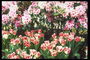 Біло-червоні тюльпани на тлі квітучого куща