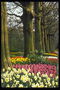 Park. Ciemne pnie drzew, różowe tulipany, białe nartsisy