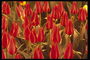Os botóns de tulipas vermellas