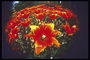Bouquet med flamme-røde tulipaner