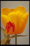 Orange tulip with a small red tulips