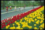 Maraton. Łóżko z czerwonymi i żółtymi tulipany