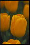 Orange tulipany
