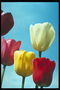 Gamma-color composition with tulips