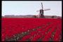The field of dark red tulips and mill