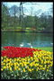 A pond with swans. Flowerbeds with yellow and red tulips