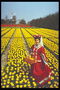 Kvinde i nationale kostume i et felt på gule tulipaner