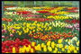 Composition with red, yellow, orange and white tulips