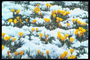 Żółte kwiaty pod śniegiem