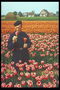 Człowiek wśród czerwonych i pomarańczowych tulipanów w tle miasta