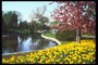 Park zone. River. Bed of yellow tulips