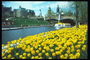 River. The bridge, boat, yellow tulips
