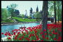 Zamek, most, rzeka, ciemno-czerwone tulipany