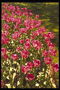 Tulips madilim na kulay-rosas