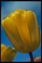 Gele tulpen op een blauwe achtergrond
