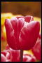 Pink Tulip stål skinne