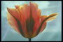 Pink Tulip længe undulate kronbladenes
