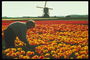Man in orange Tulpen rund um die Mühle