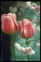Scarlet tulipany na tle kwitnienia wiśni