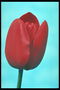 Red tulip with broad petals