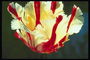 White tulip with red stripes and fringed petals