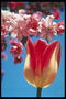 Tulipaner og æbletræer i blomstre filial