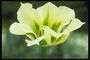 Tulip cytryna dzwonka