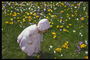 The little girl on the lawn with tulips