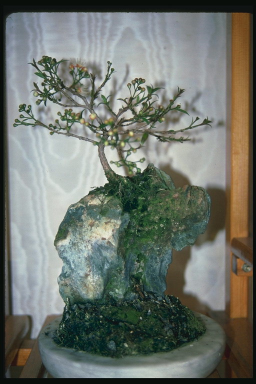 Дерево на камені