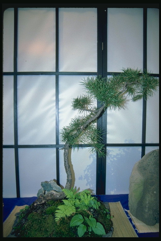 Pine con ferny