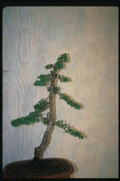 The pine tree in the pot