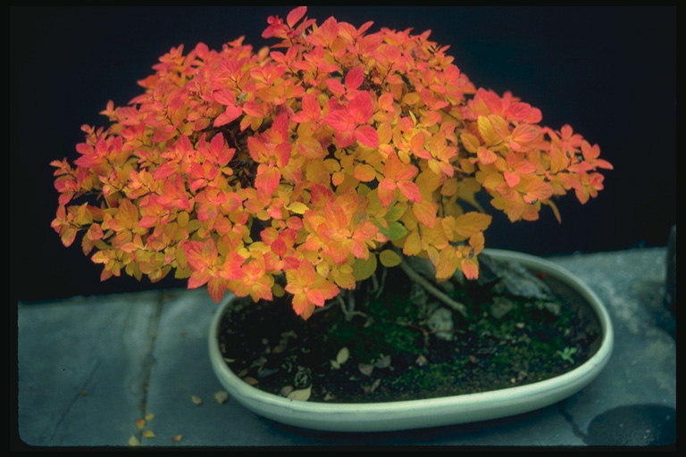 Plamensko-oranžno drevo