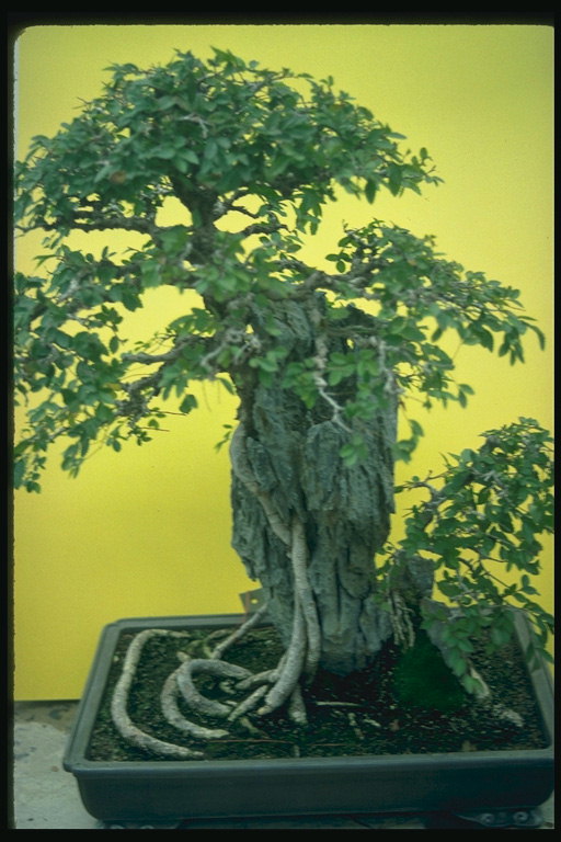 Tree-qodma