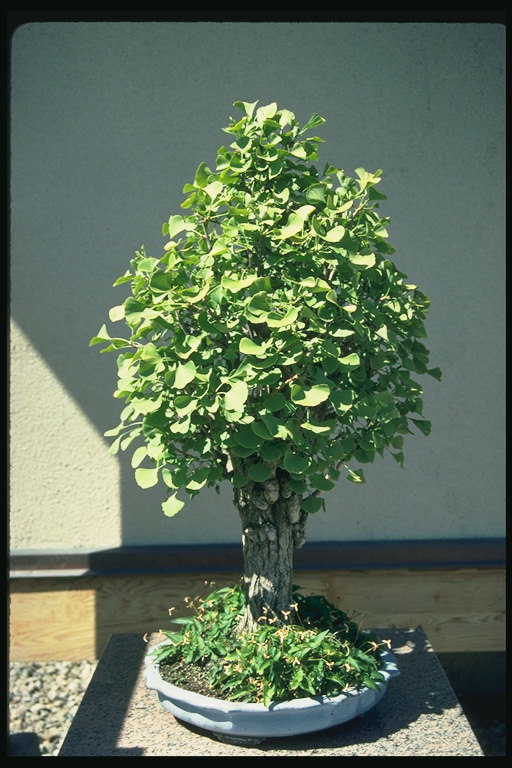 Ett träd med runda blad