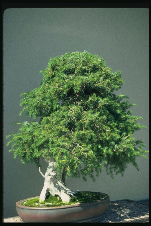 Een boom met een bossige hvoey