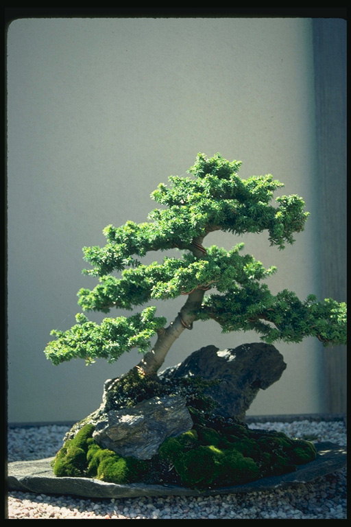 Conifer sobre uma rocha com o musgo no fundo
