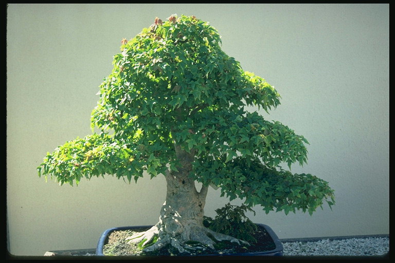 Ett träd med vita bark och ljusgröna blad