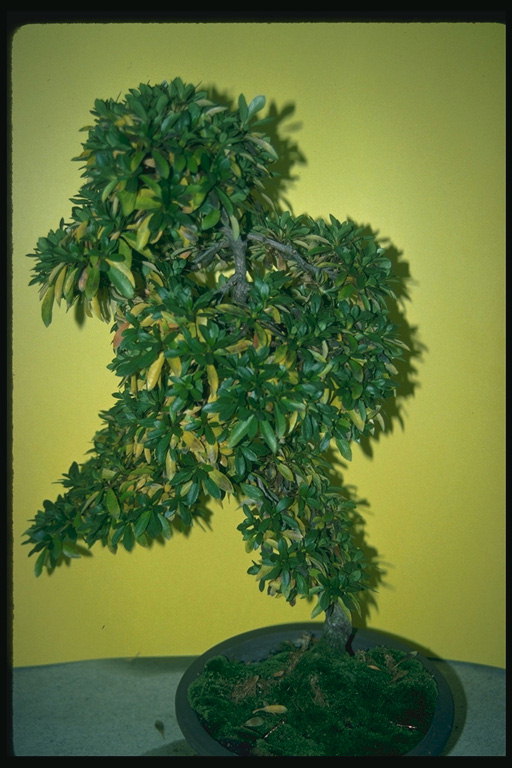 Пушистое лиственное дерево