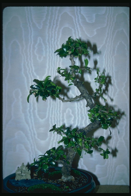 Unha árbore con pequenas follas suculentas