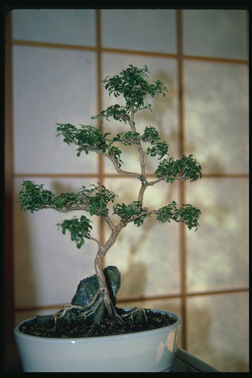Тонкое лиственное дерево в горшочке