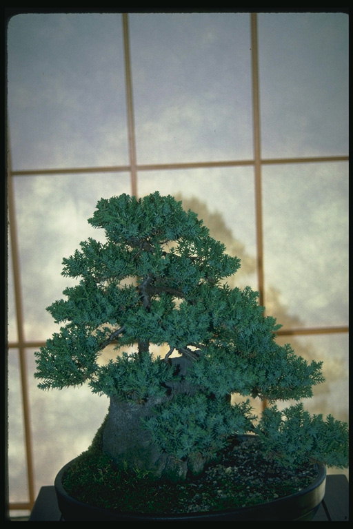 Ein Baum mit dunkelgrünen Krone