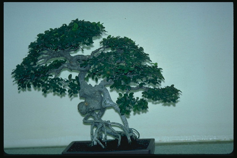 A tree with gray-blue back