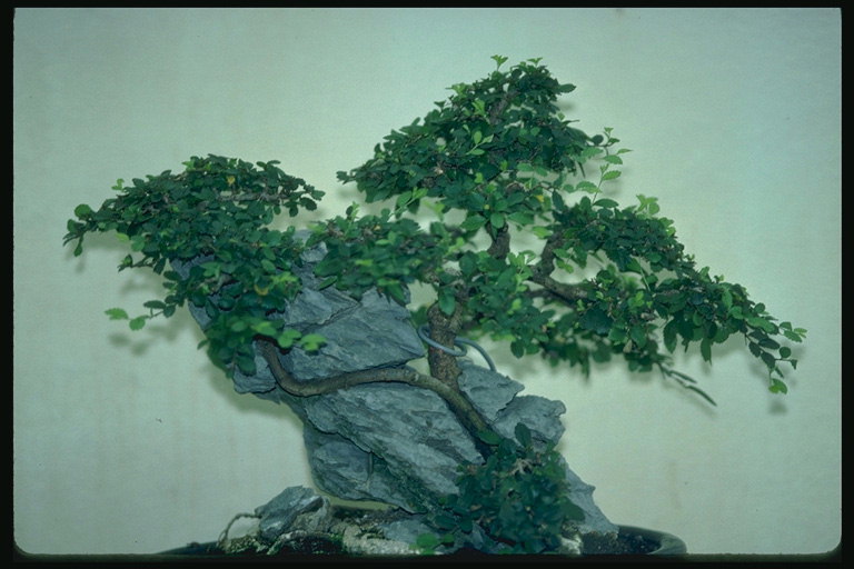 Un árbol con hojas verdes de licitación