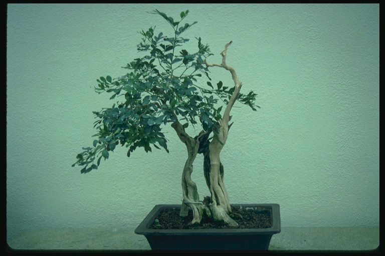 Složení dvou stromů - suché a se zelenou korunou