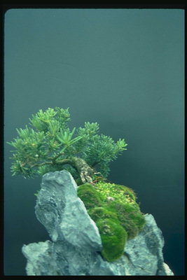Дерево на краю скелі