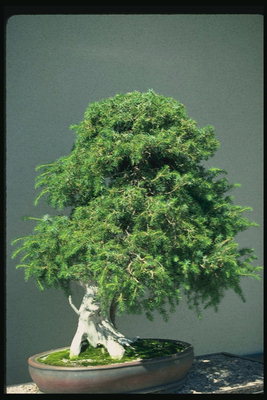 Unha árbore cun espesso hvoey