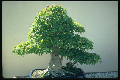 Un árbol con corteza blanca y hojas de color verde claro
